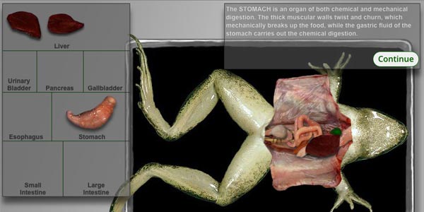 Frog Digestive System