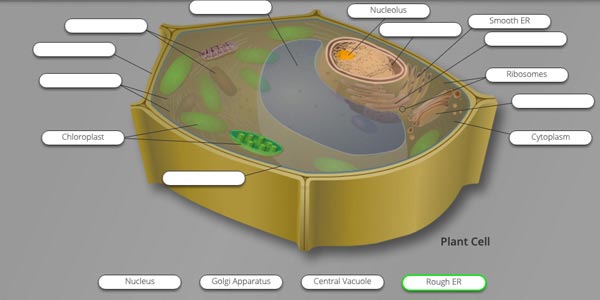 Cells and Organelles Tutorial