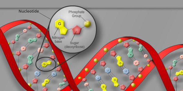 DNA Basics