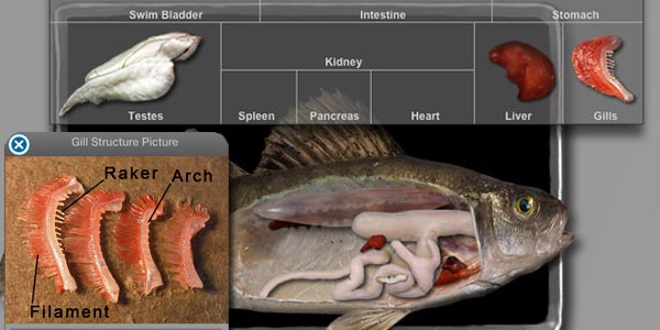 Internal Perch