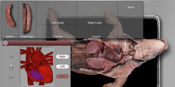 Cardiorespiratory System